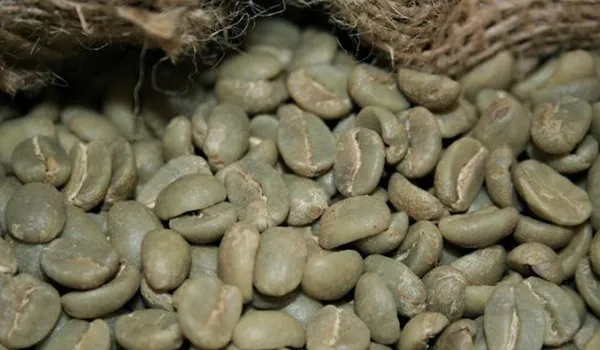 Cà phê nhân xanh — Sunrise Ins export